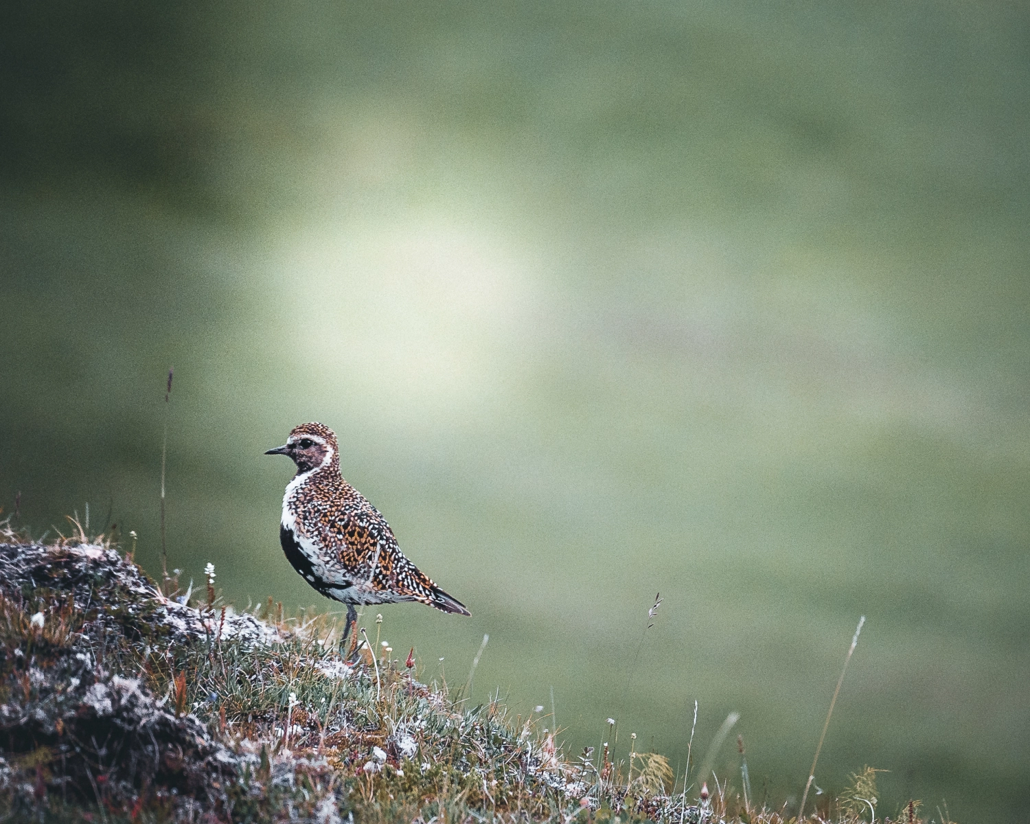 schöner Vogel in einer Inselfotografie von Rebecca Bohley
